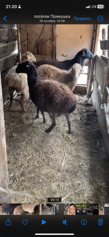 Продам овец, ярок 
Курдючные, обычные - Орск