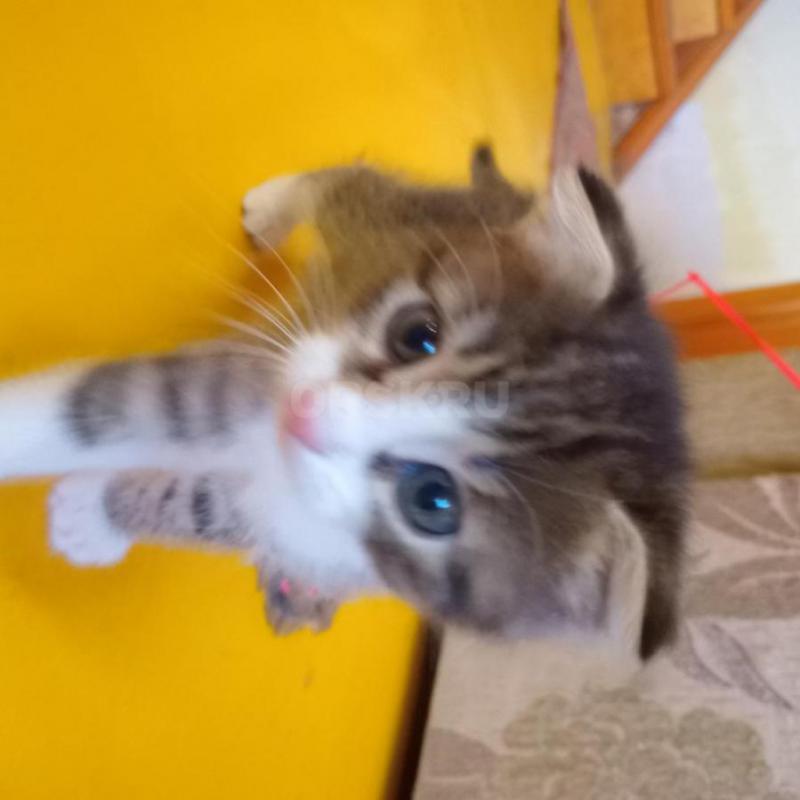 Отдам нуждающимся в любви и ласке очаровательную подружку- котенка (девочка) возраст 3 месяца. - Орск