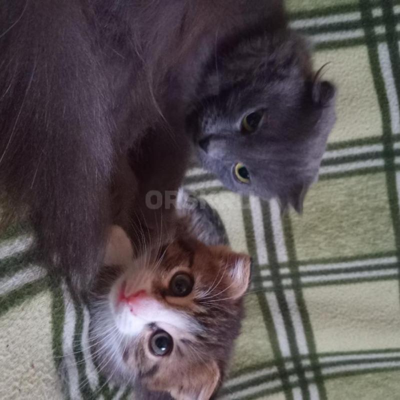 Отдам нуждающимся в любви и ласке очаровательную подружку- котенка (девочка) возраст 3 месяца. - Орск