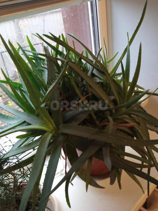 Продам алоэ большой, многолетний. - Орск