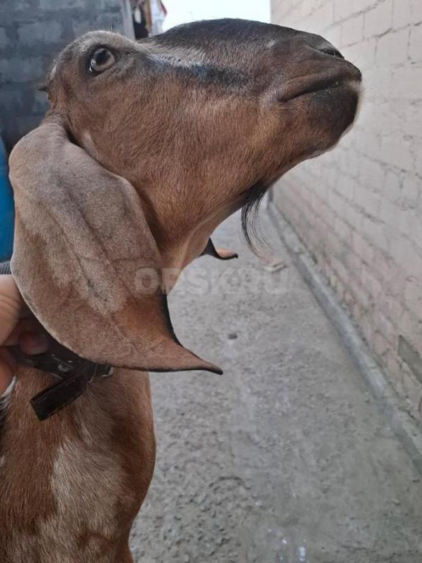 Продам шикарную ч. - Орск