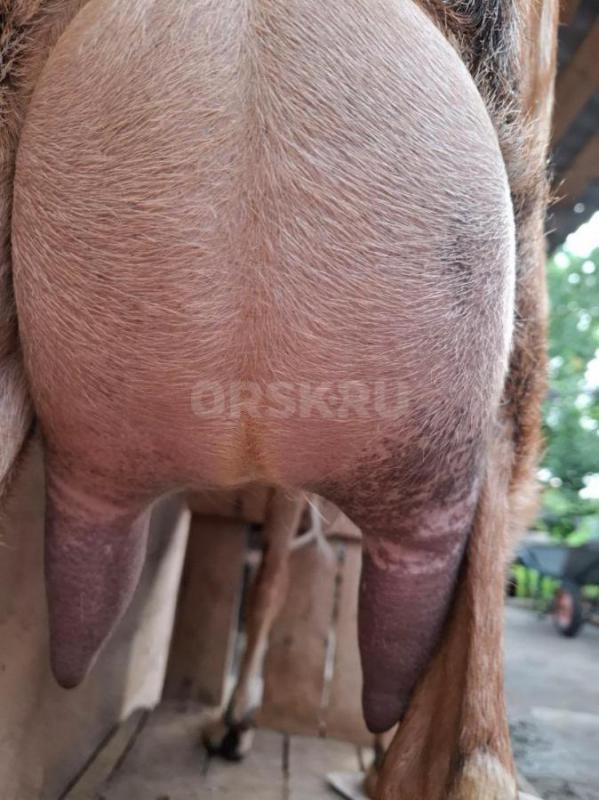 Продам шикарную ч. - Орск