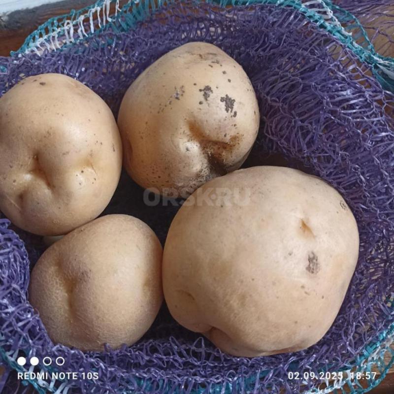 Продам домашний картофель, чистый 38-40руб за кг. - Орск