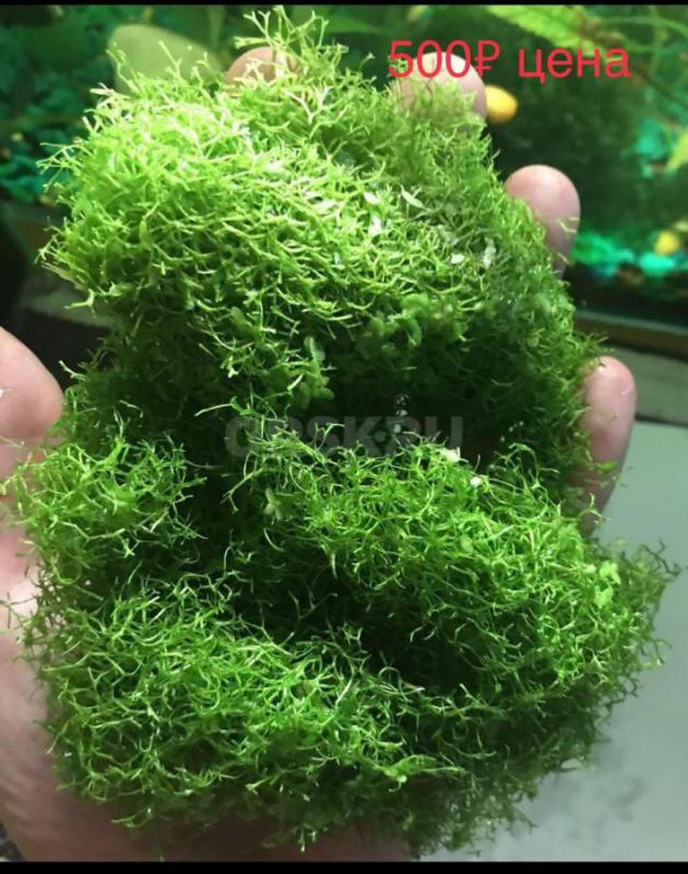 Аквариумное растение Риччия ,порция как на фото 500₽,Также есть Ломариопсис - Орск