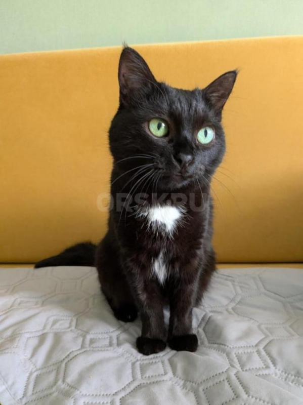 Миниатюрная)) Доброжелательная оч милая, молодая (1+ года) веселая кошечка украсит ваш дом и наполни - Орск