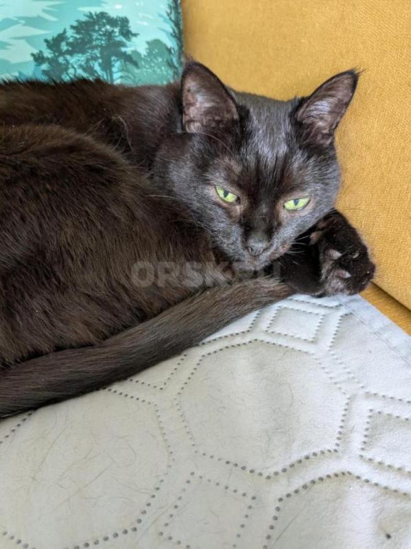 Миниатюрная)) Доброжелательная оч милая, молодая (1+ года) веселая кошечка украсит ваш дом и наполни - Орск