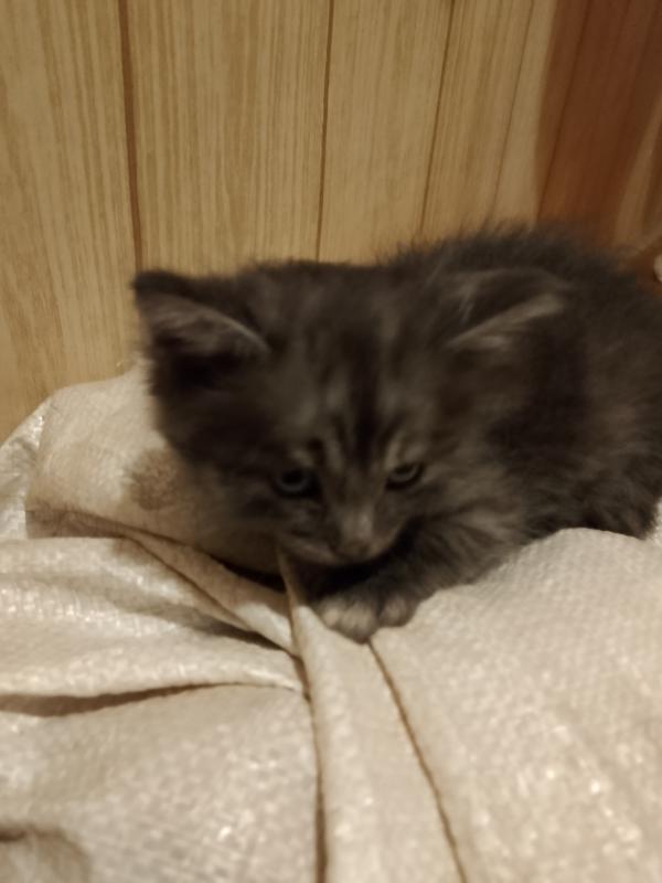 Отдам котят в хорошие руки, три мальчика и одна девочка, родились 14 октября, кушают сами, к лотку п - Новотроицк