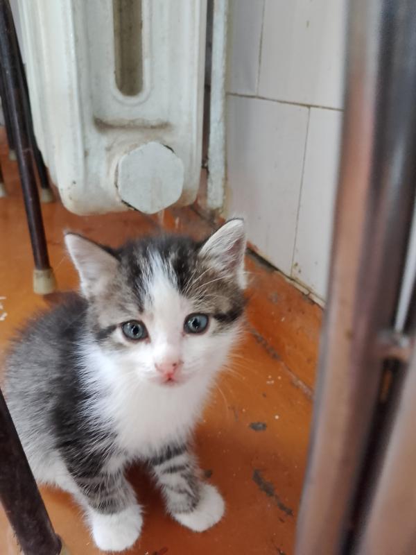 Отдам котят в хорошие руки, три мальчика и одна девочка, родились 14 октября, кушают сами, к лотку п - Новотроицк