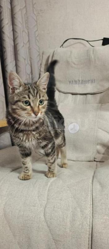 Отдам котенка в добрые руки. - Орск