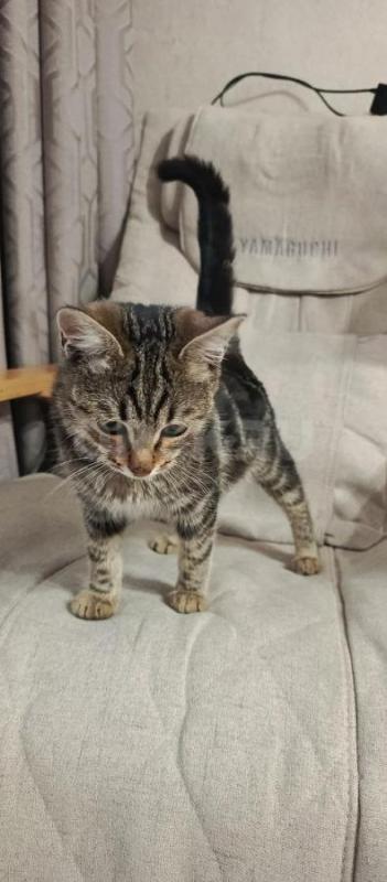 Отдам котенка в добрые руки. - Орск