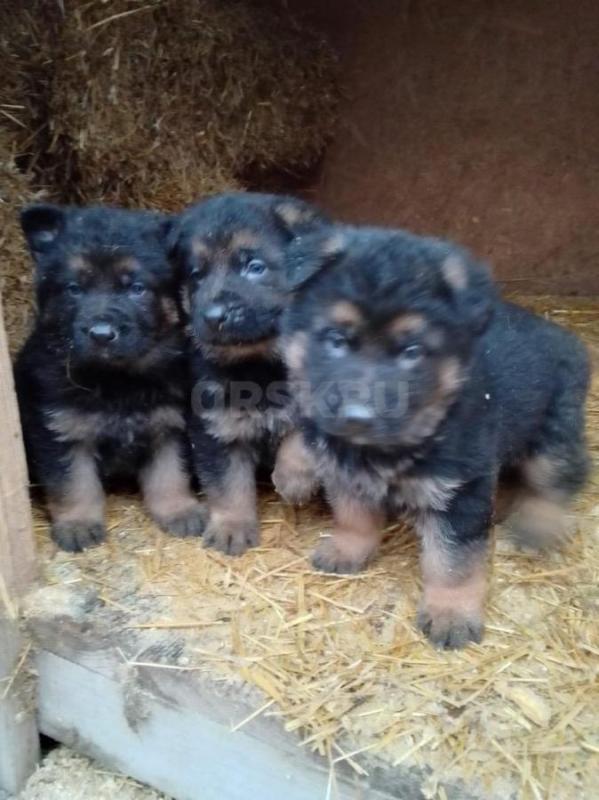 Продам чистокровных щенков немецкой овчарки. - Орск