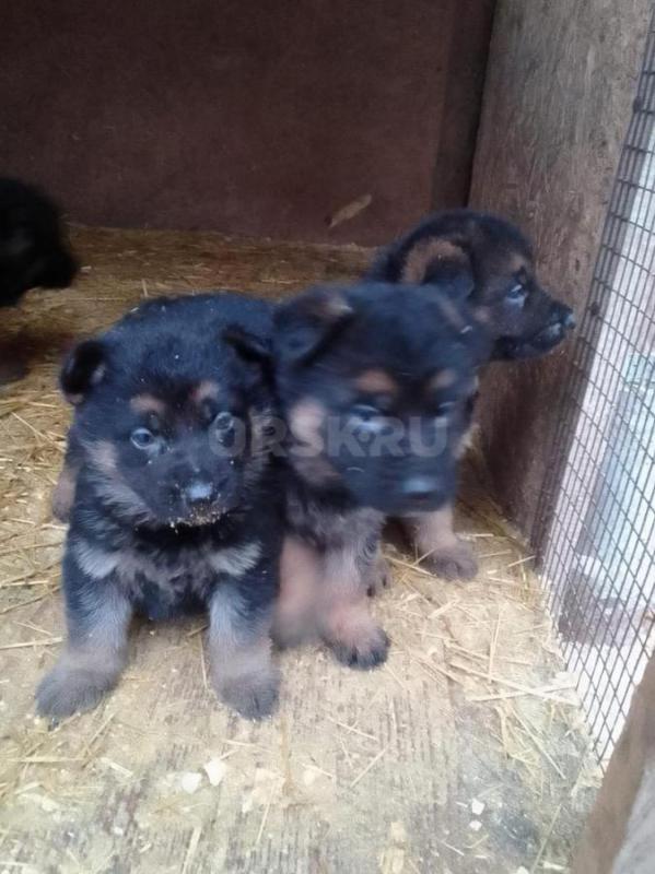 Продам чистокровных щенков немецкой овчарки. - Орск