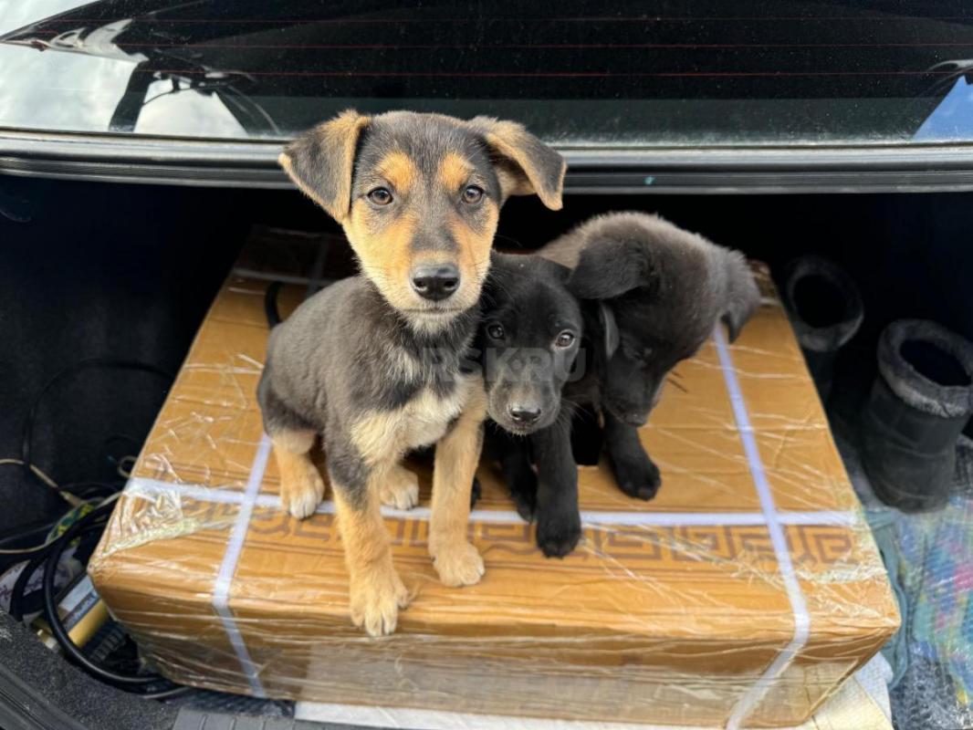 Отдам Щенка в хорошие руки - очень умные кушает хорошо ! - Орск