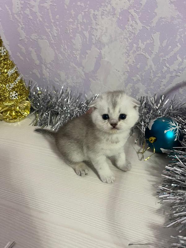 Отличный подарок на Новый Год!!! - Орск