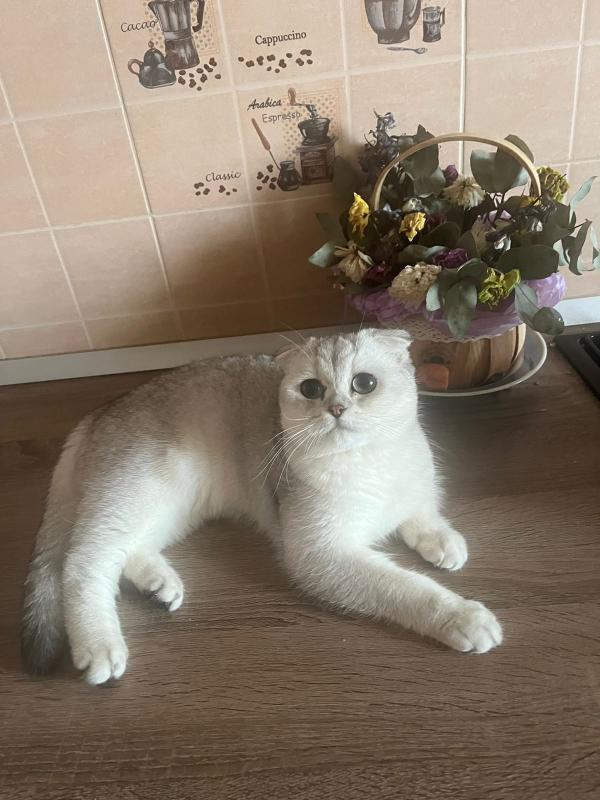 Отличный подарок на Новый Год!!! - Орск