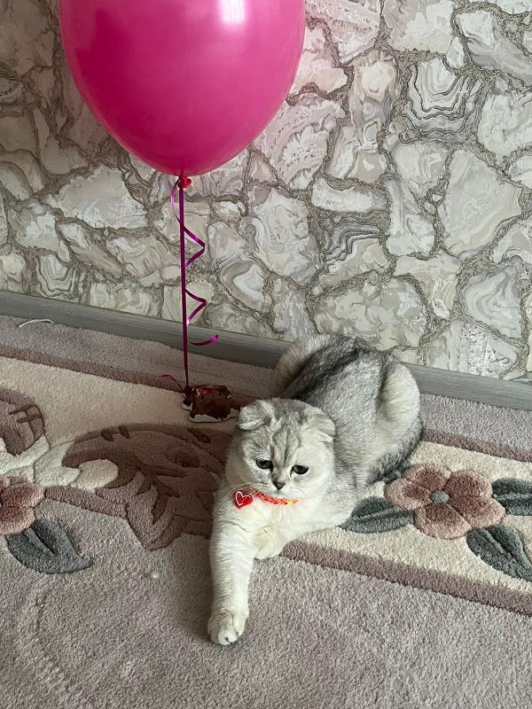 Отличный подарок на Новый Год!!! - Орск