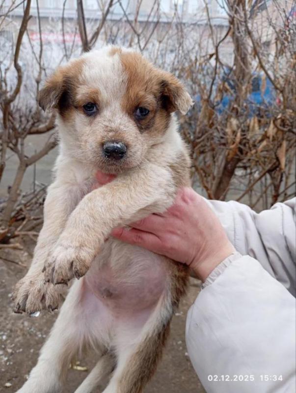 Маленькие щеночки 5 мальчиков,на улице мерзнут(
Как всегда ищем уютный дом.+7 961 930-00-94 Орск - Орск