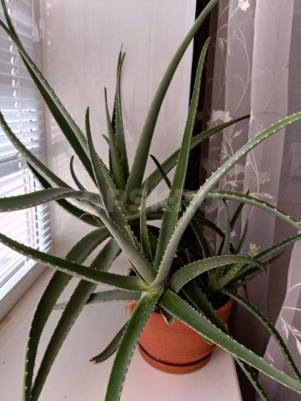 Цветок алоэ Вера. - Орск