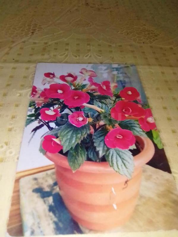 ризомы ахименисы  3шт-100 руб цвет темно-сиреневый  красный 1шт-50 руб - Орск