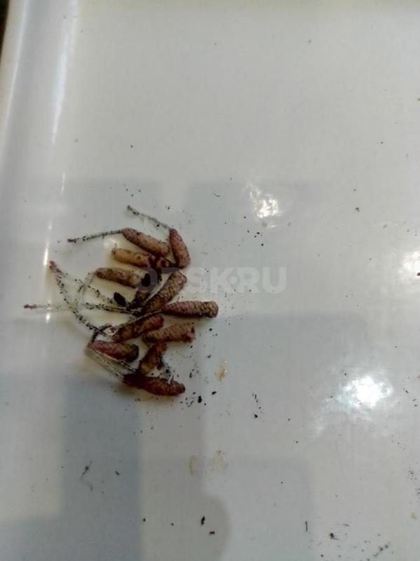 ризомы ахименисы  3шт-100 руб цвет темно-сиреневый  красный 1шт-50 руб - Орск