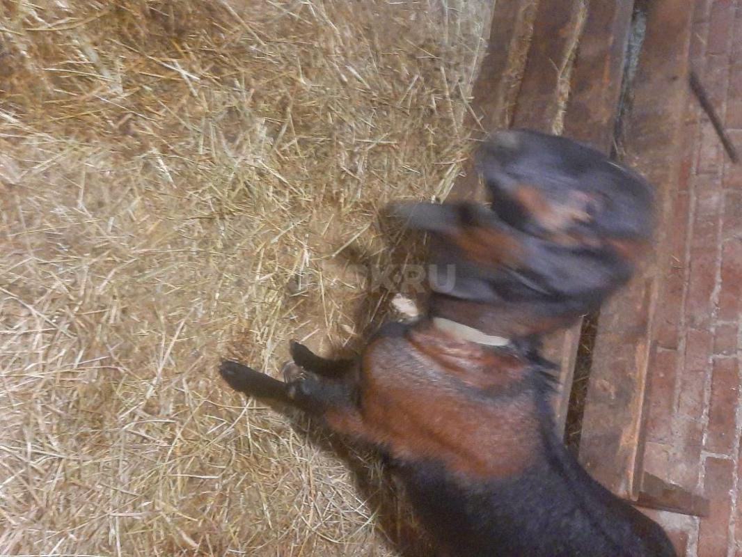 Козы Нубо-камори и нубийская, по два года,есть дойная коза,молоко вкусное, беззапаха, есть документы - Орск