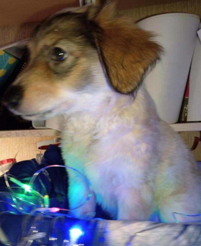 Отдаём в хорошие и добрые руки щенят. 4 девочки, 4 мальчика. - Орск