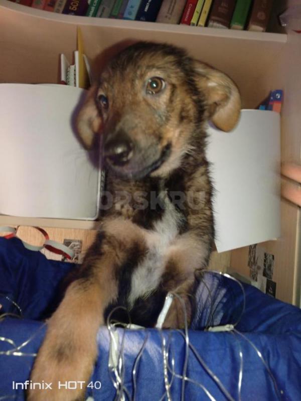 Отдаём в хорошие и добрые руки щенят. 4 девочки, 4 мальчика. - Орск