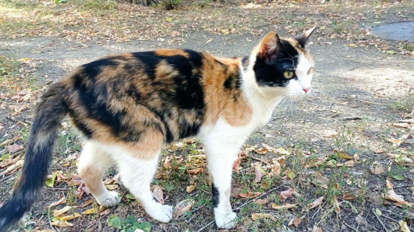 Молодая трехцветная кошечка живет на улице,но к сожалению холодает. - Орск