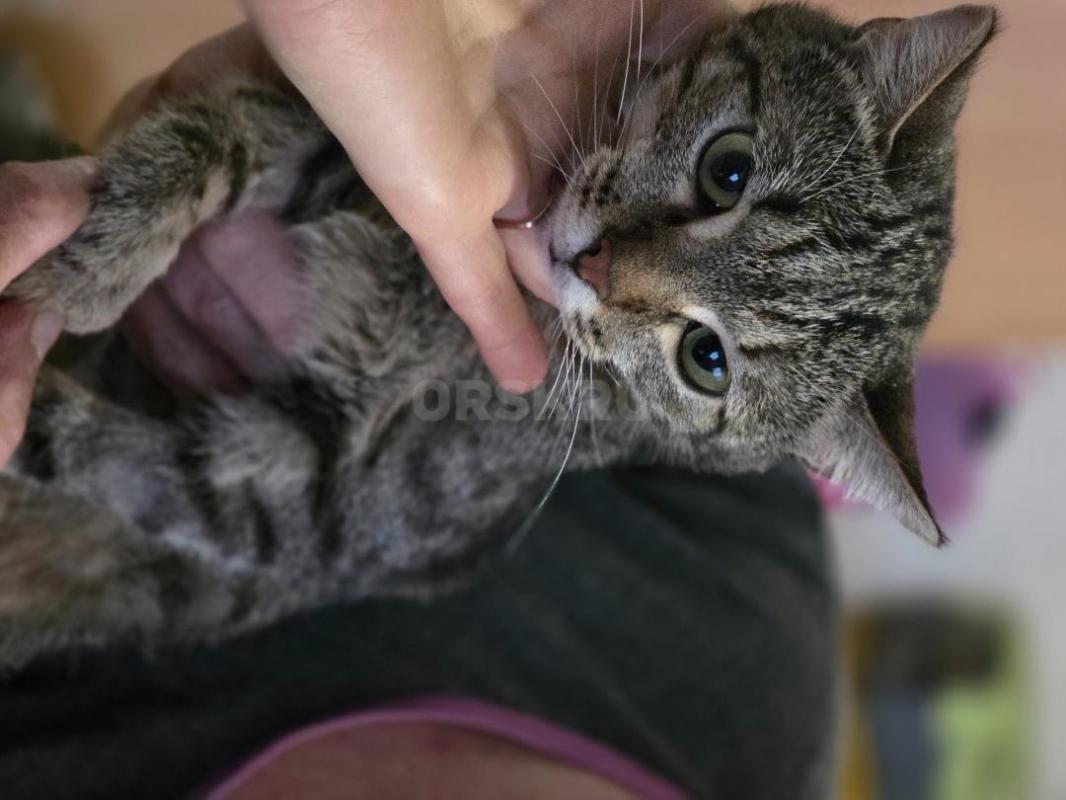 Отдам молодых кошечек ,все стерилизованные котик первый на фото кастртрован. - Орск