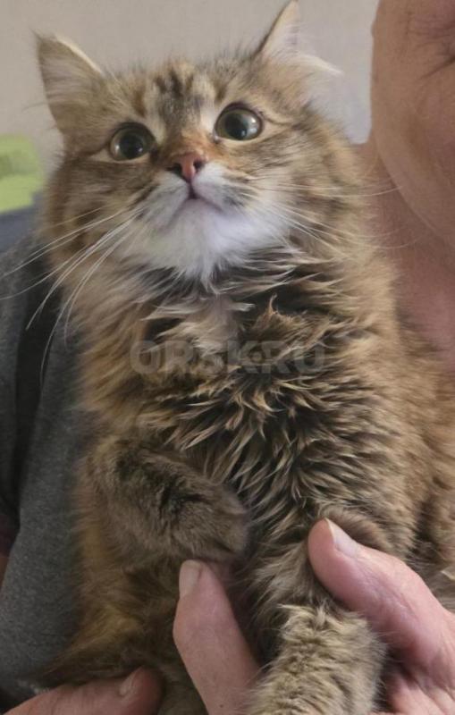 Отдам молодых кошечек ,все стерилизованные котик первый на фото кастртрован. - Орск