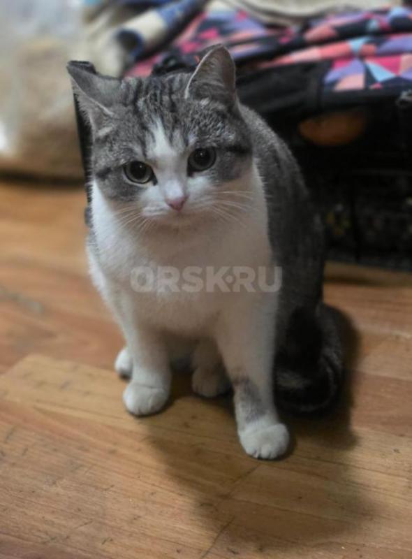 Отдам котенка девочка ,возраст 5 мес,кушает все ,лоток знает ,активная ,стерилизованная ,район аванг - Орск