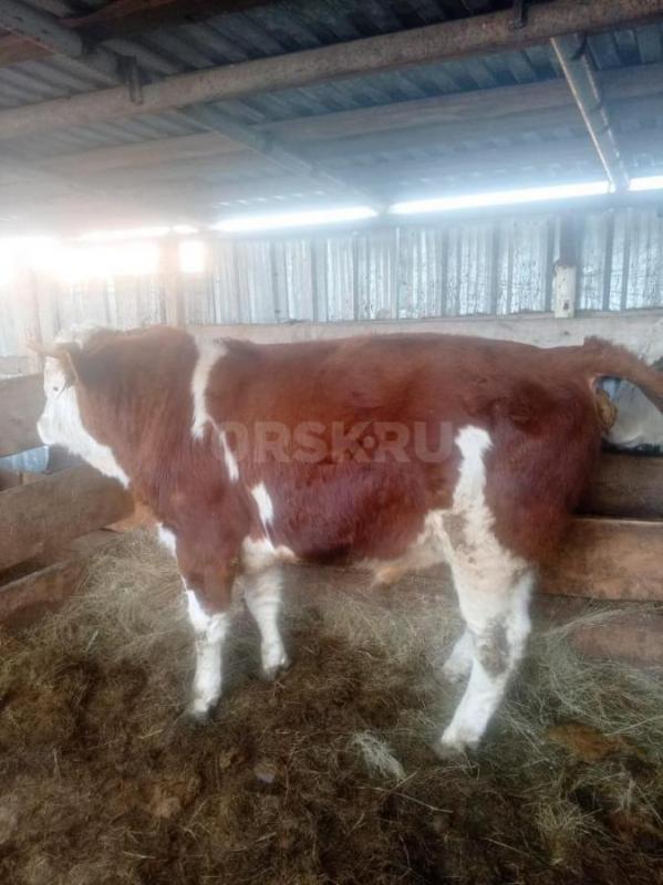 Продам быков на племя или на мясо возраст 1,5 года - Новоорск