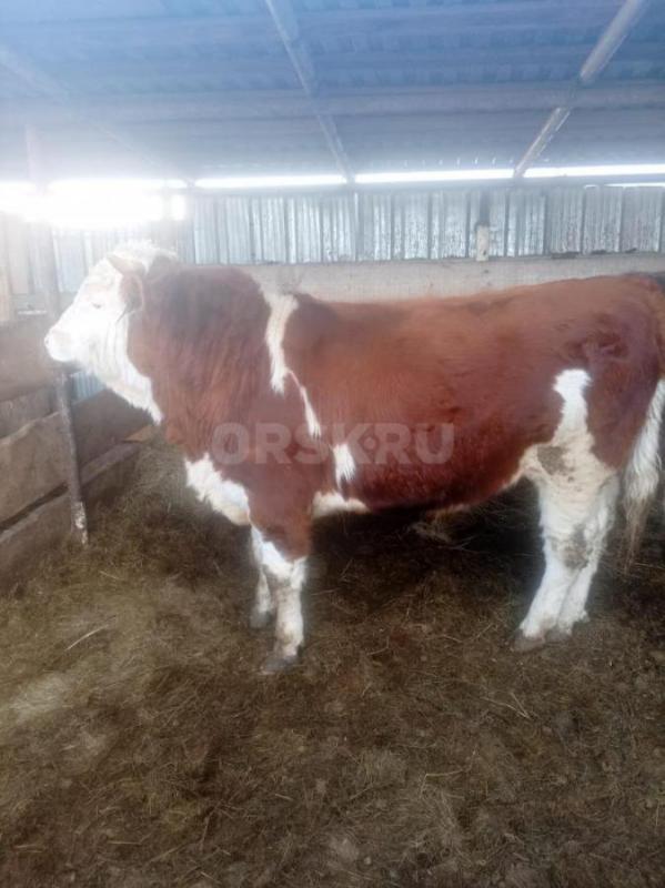 Продам быков на племя или на мясо возраст 1,5 года - Новоорск