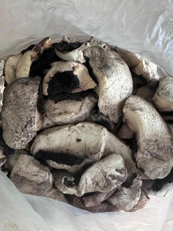 Грибы соленые, маринованные, мороженные, автоклавные (консервированные) и сушеные

Соленые грибы — - Орск