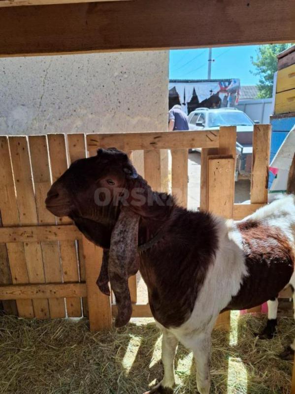 Продам молодого(2 года) козла камори/нуба. - Орск
