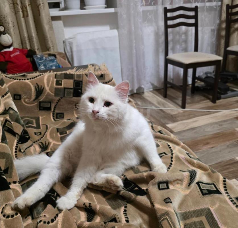 Этот кот появился больше месяца назад на трубах возле дома 62 по ул. - Орск