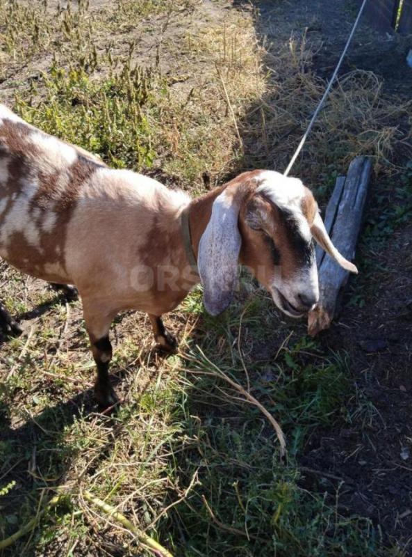 Козы Нубо-камори и нубийская  по два года ,есть дойная коза, молоко жирное сладкое вкусное. - Орск