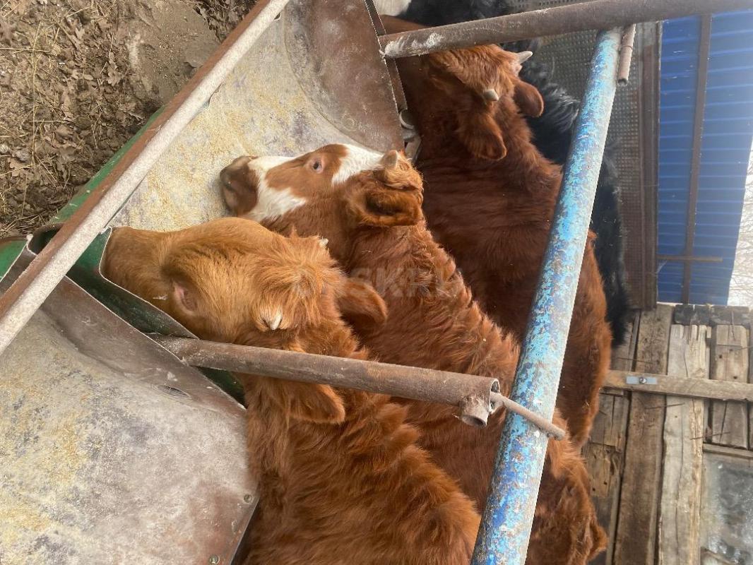 Продам телочек 8 и 9 месяцев(село Ора).50 тысяч за одну голову - Орск