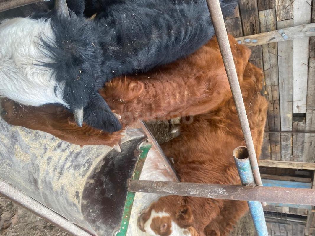 Продам телочек 8 и 9 месяцев(село Ора).50 тысяч за одну голову - Орск