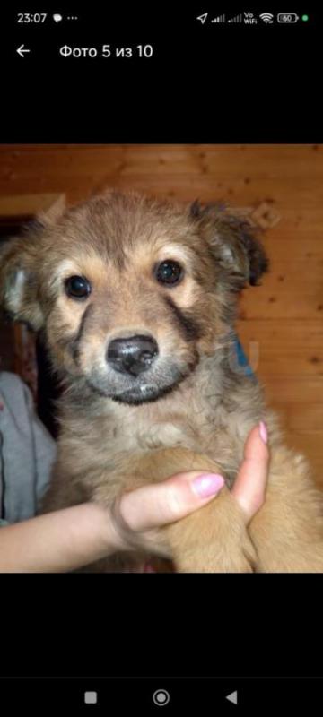 Щенки даром! - Орск