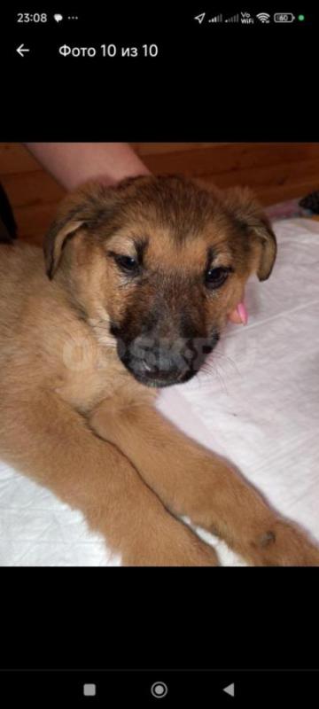 Щенки даром! - Орск