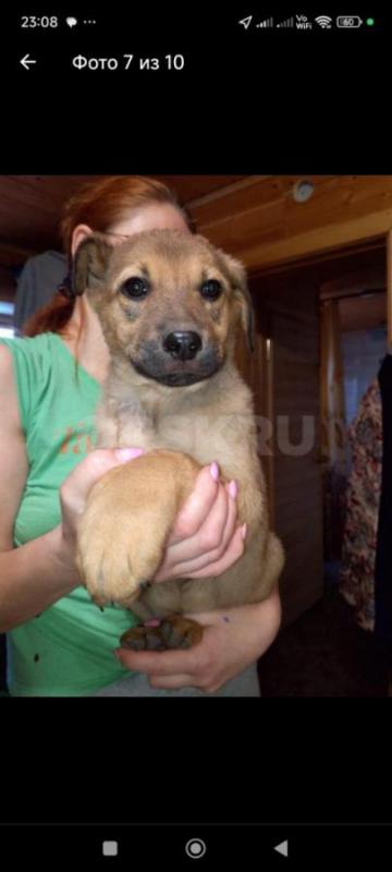 Щенки даром! - Орск