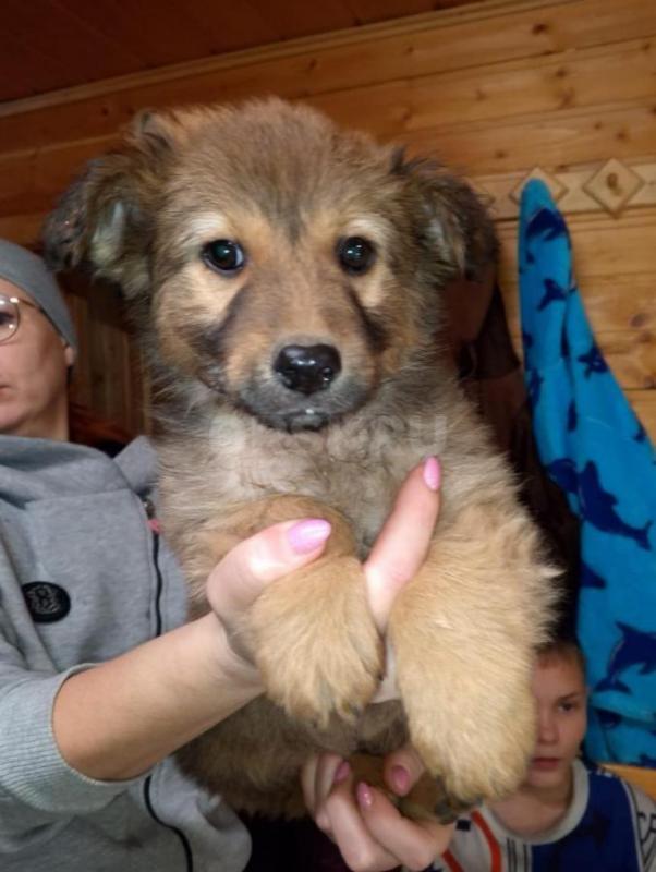 Щенки даром! - Орск