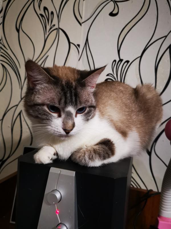 Отдам в добрые руки молодую кошку. - Новотроицк