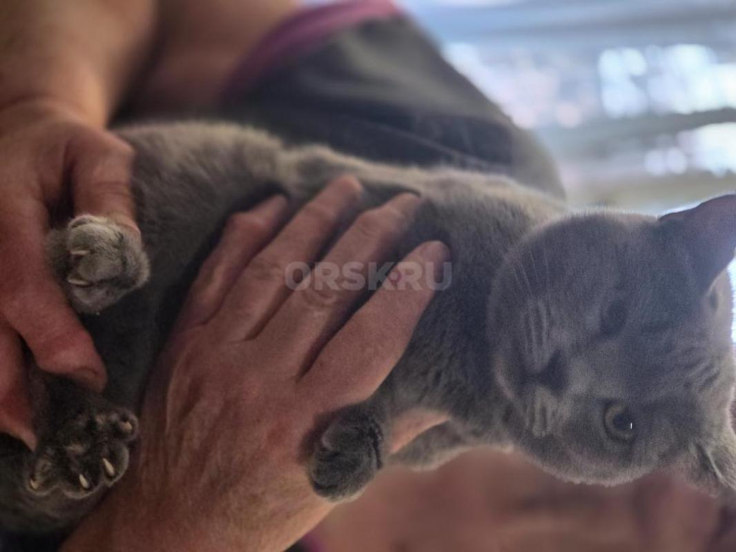 Отдам молодую кошечку 5 мес ,помесь с британцем. - Орск