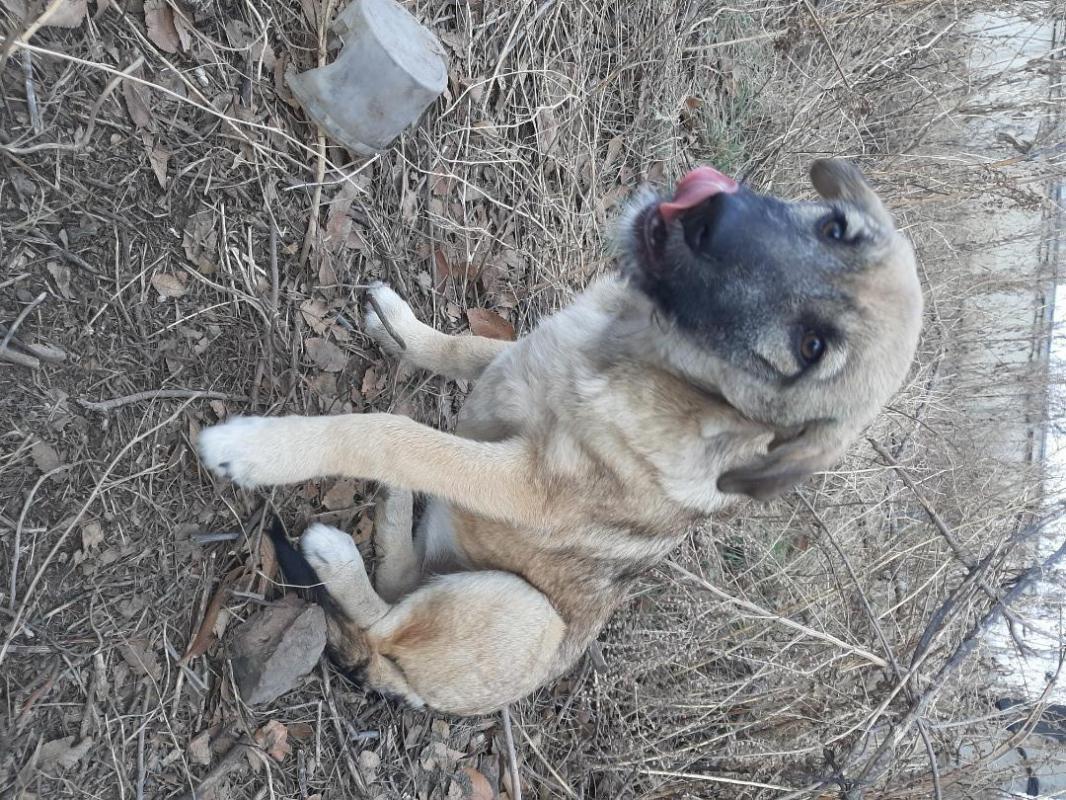 Два щенка, девочка стерилизованная и кобелек -  5 месяцев, коммуникабельные, ласковые, охранники, ла - Орск