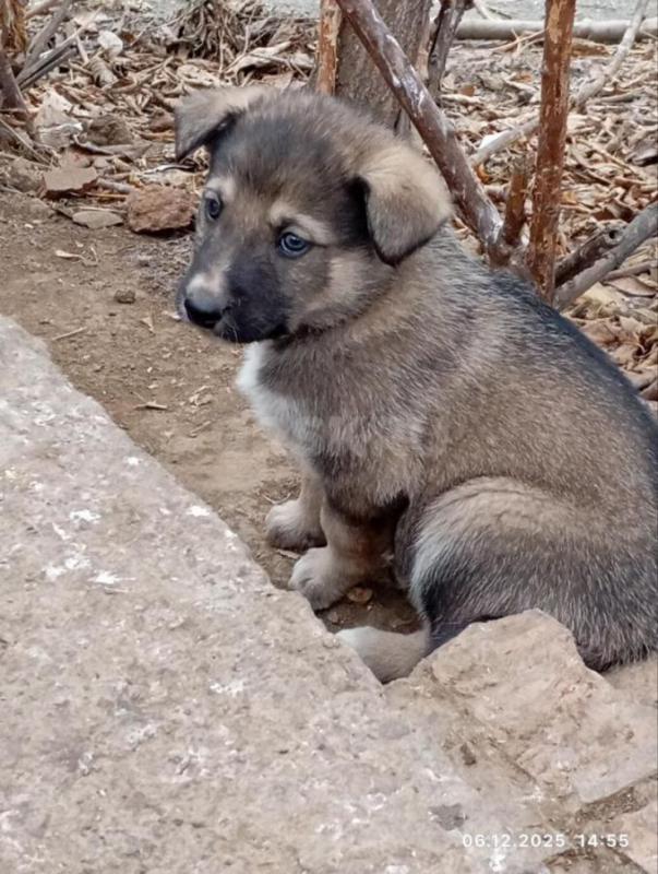 Очень милые щеночки ищут теплый дом и добрых хозяев. - Орск