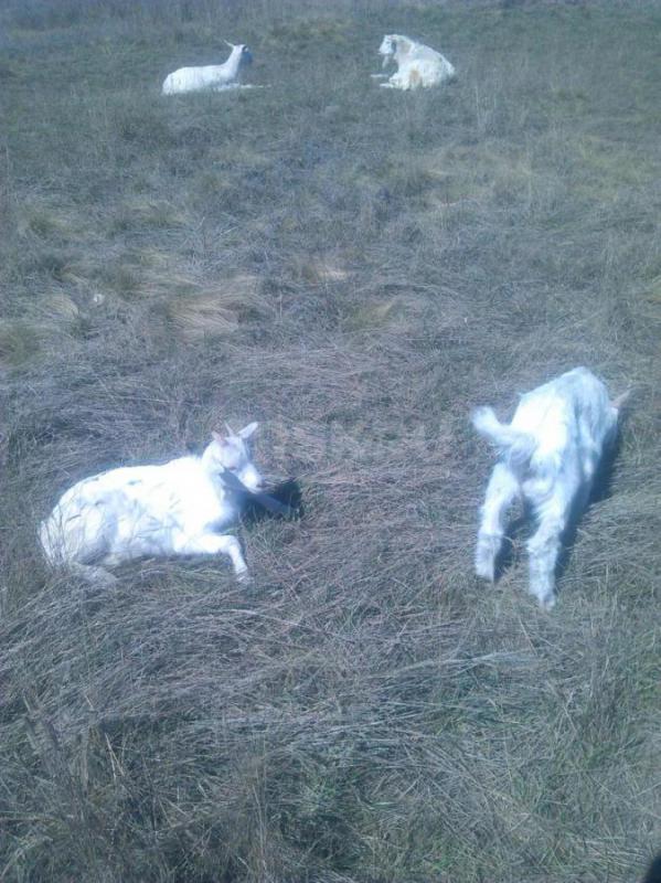 Продам Козочек. - Орск