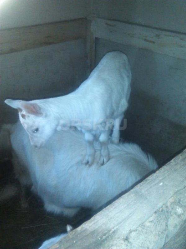 Продам Козочек. - Орск