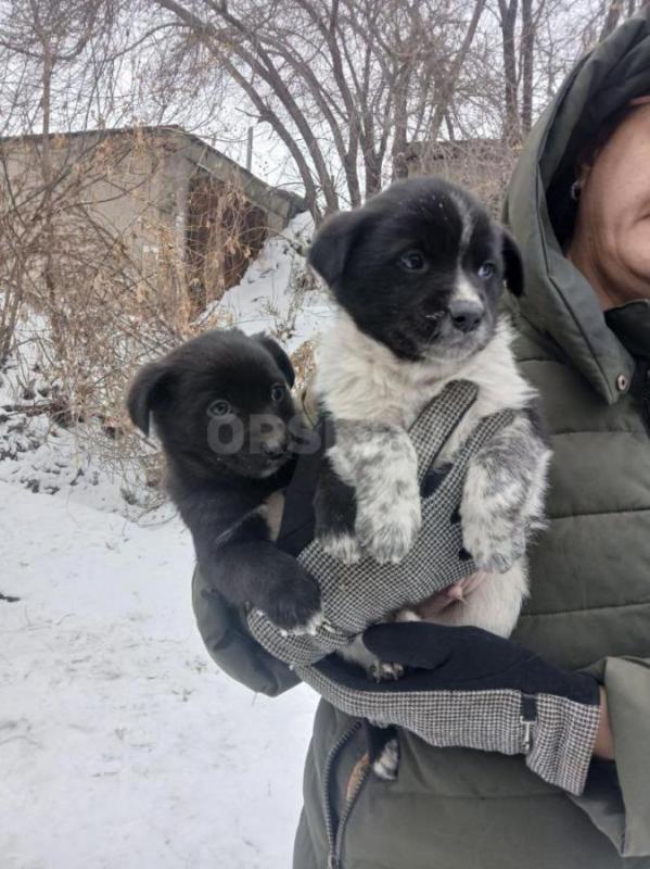 Щенки  в добрые руки ,есть и мальчики и девочки ,морозоустойчивы ,вырастут средних размеров , желате - Орск